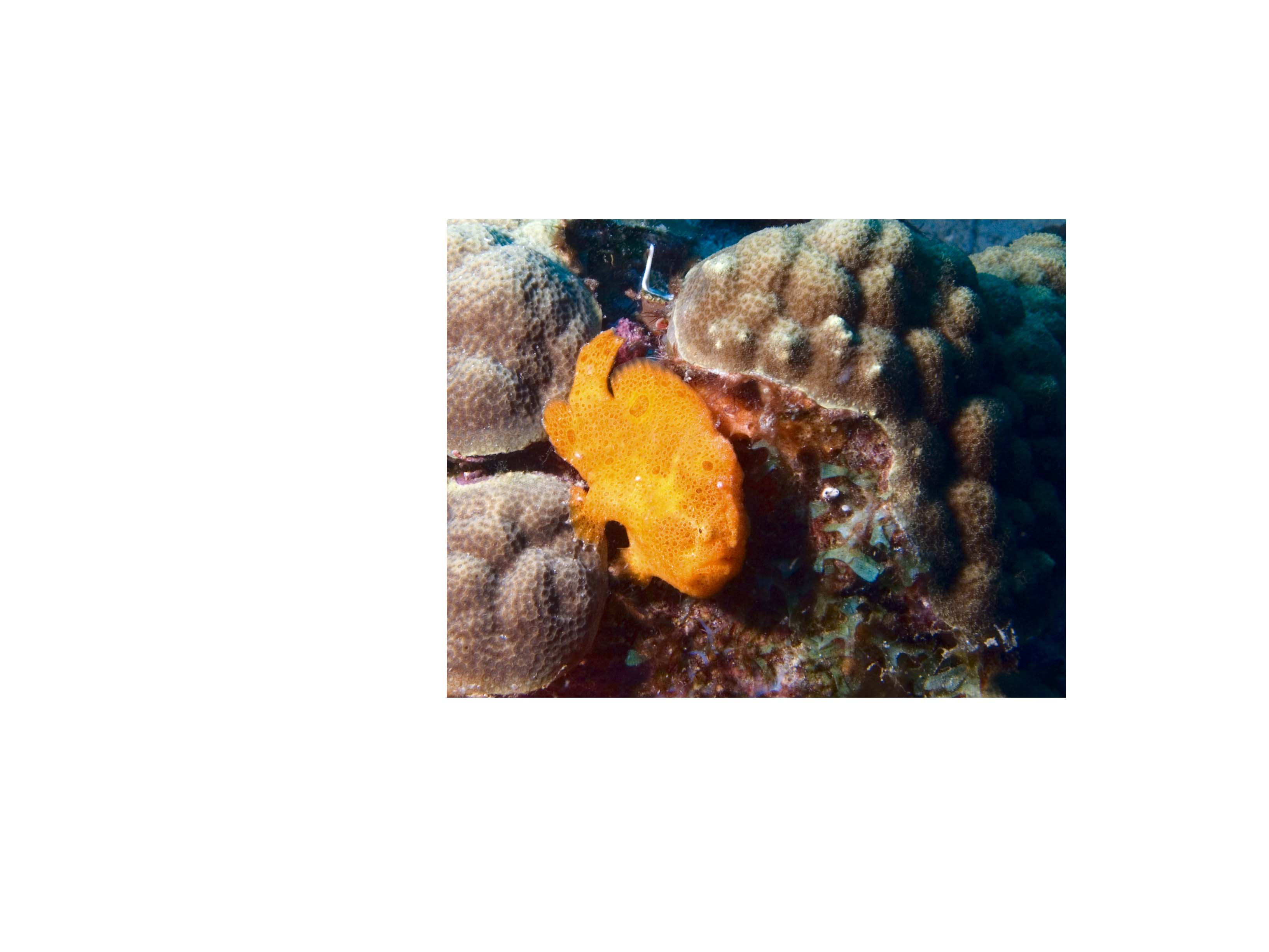 gal/Bonaire 2006/LongLureFrogfishCrop.jpg